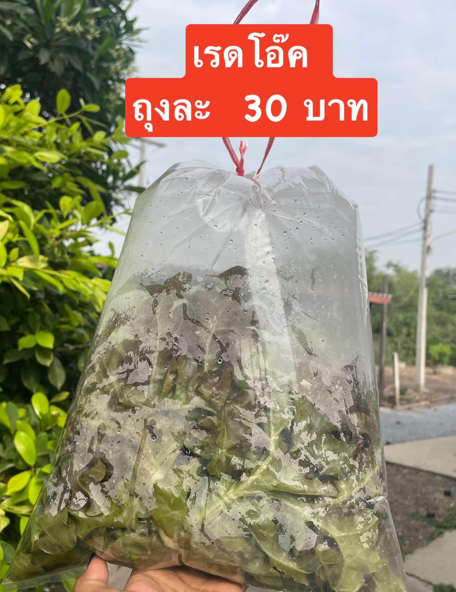 ผักเรดโอ๊ค