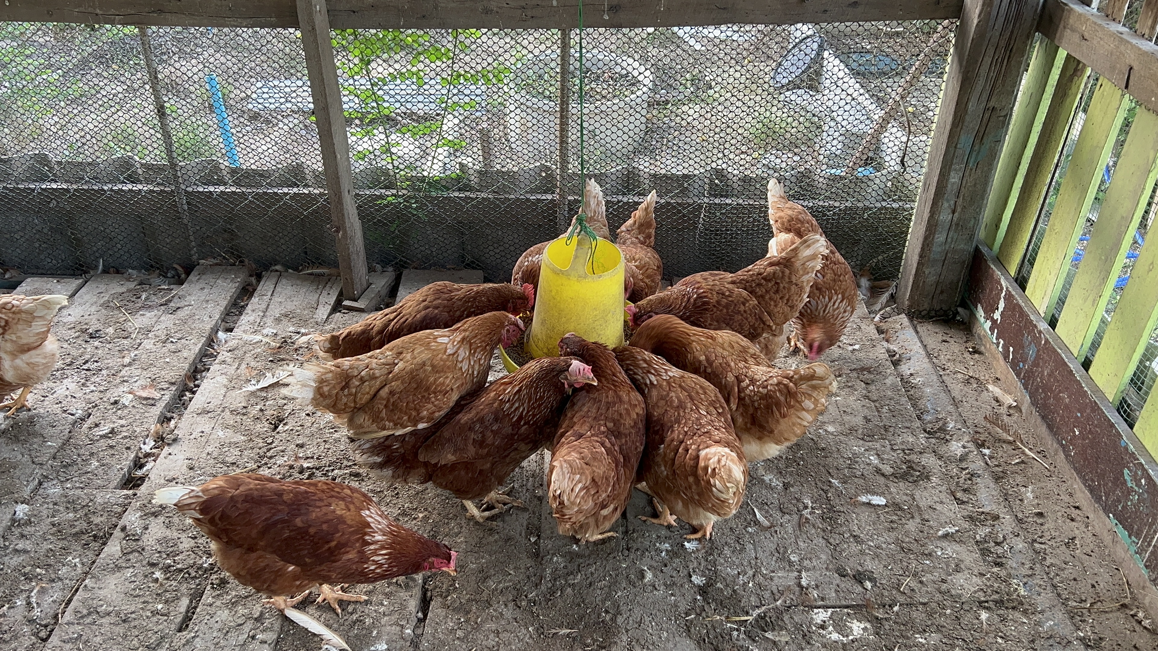 ไข่ไก่อารมดี thumbnail