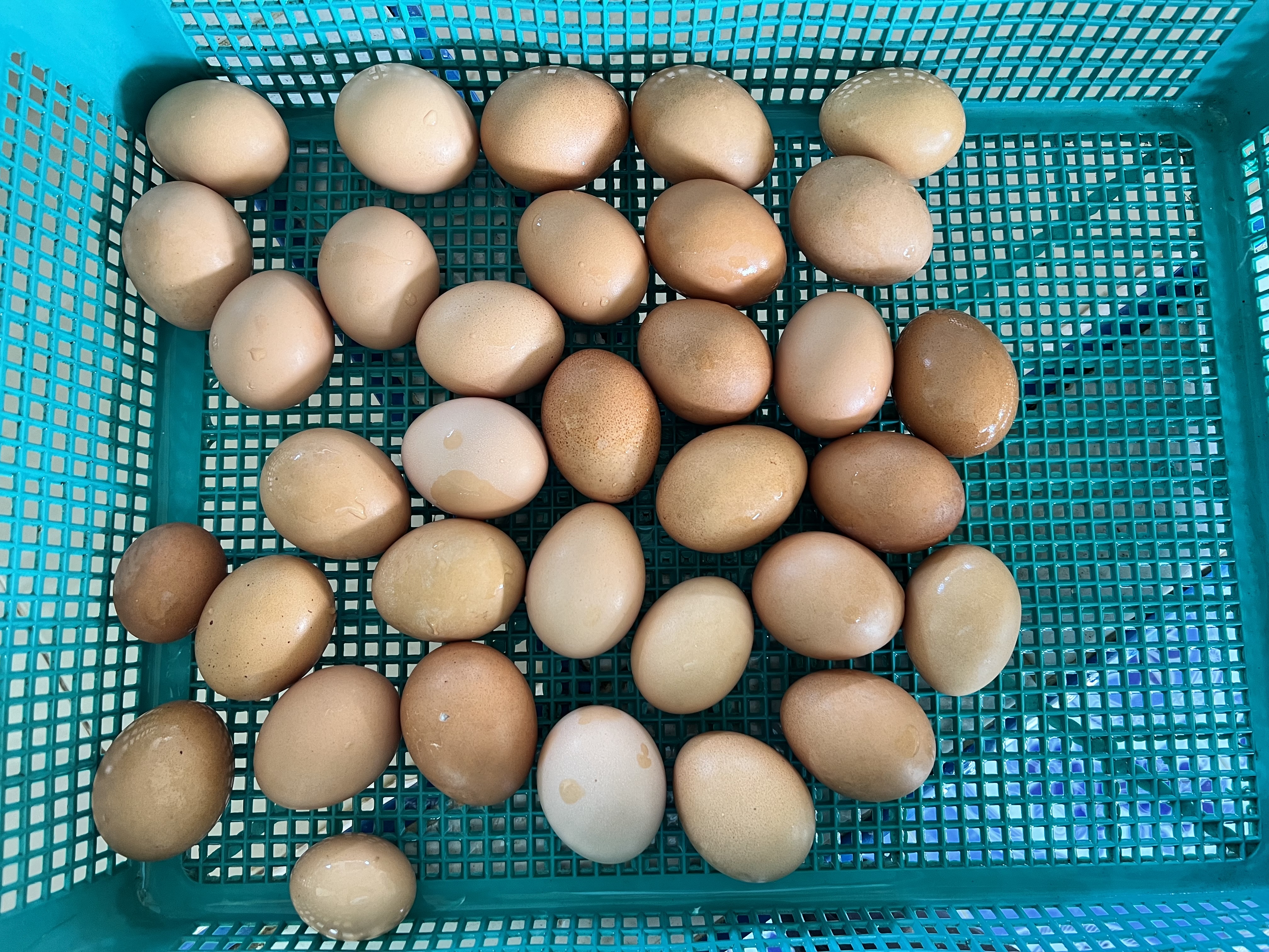 ไข่ไก่อารมดี thumbnail