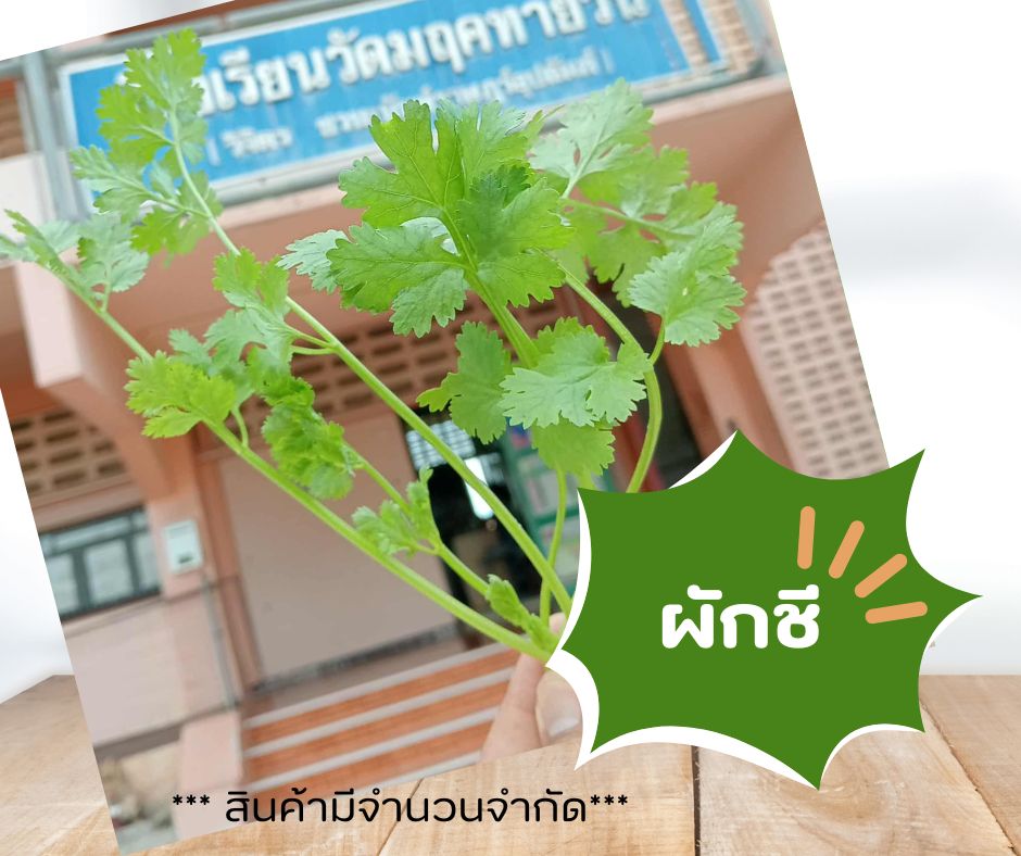 รูปภาพหลักของ ผักชี