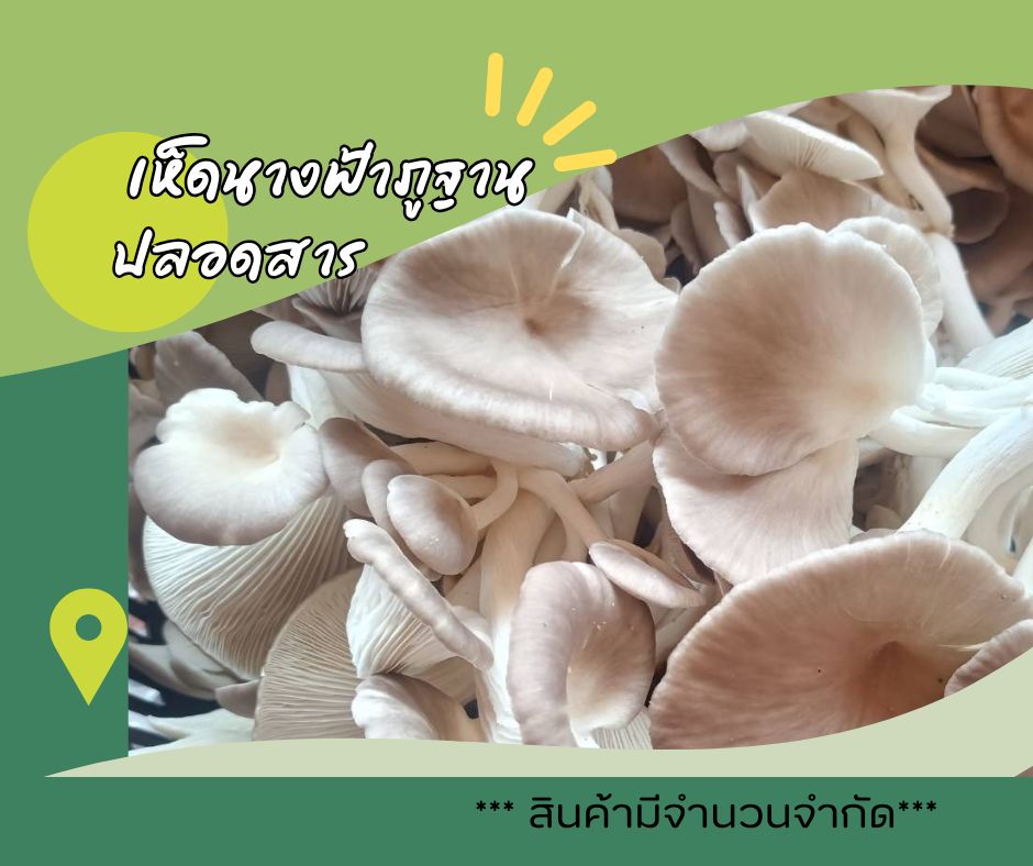 เห็ดนางฟ้าภูฐาน