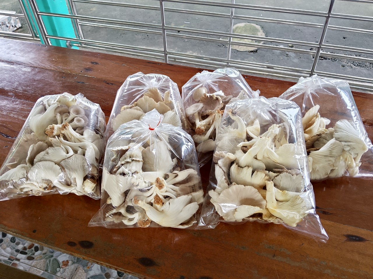 เห็ดนางฟ้า