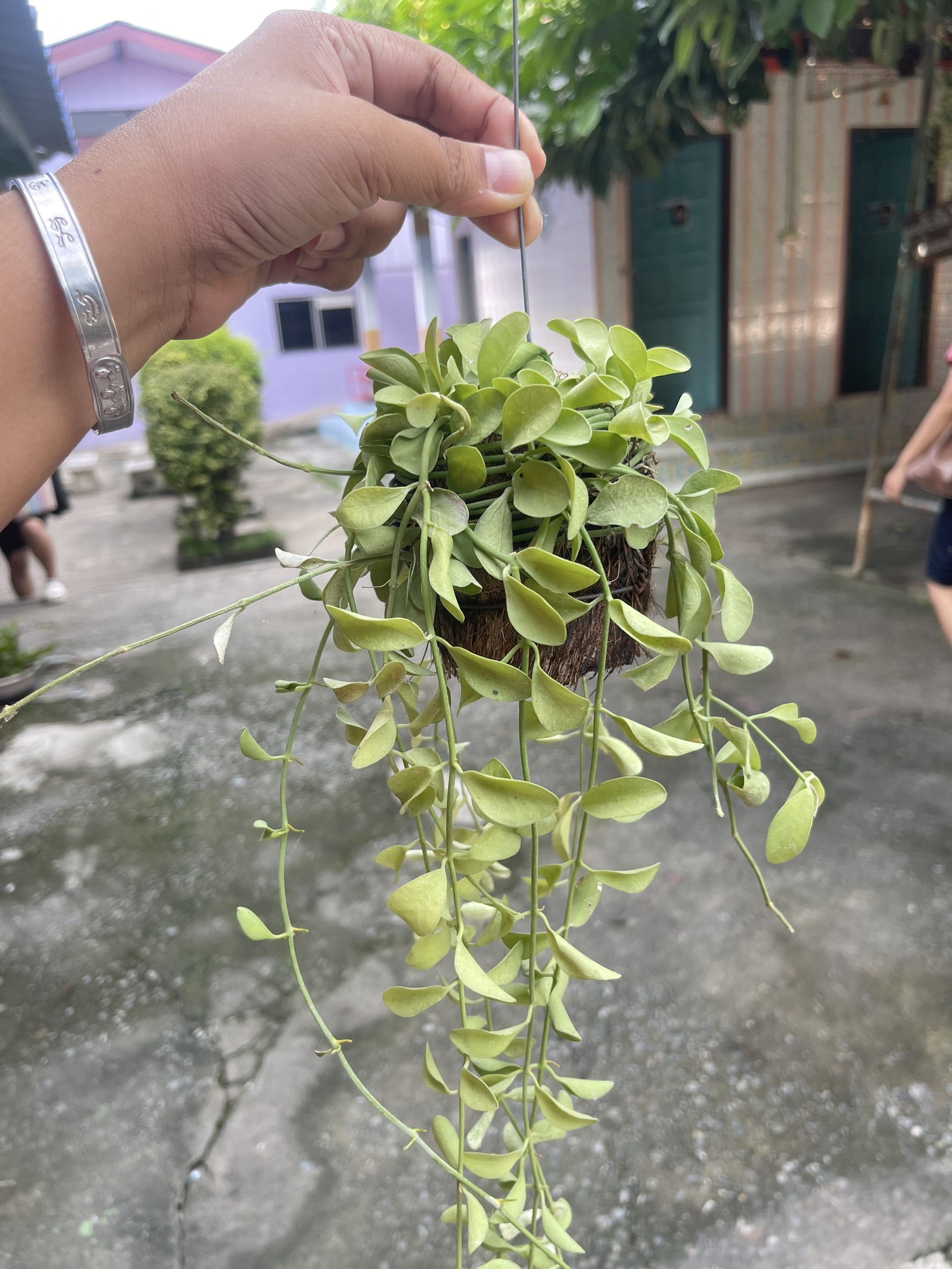 ต้นเดฟ
