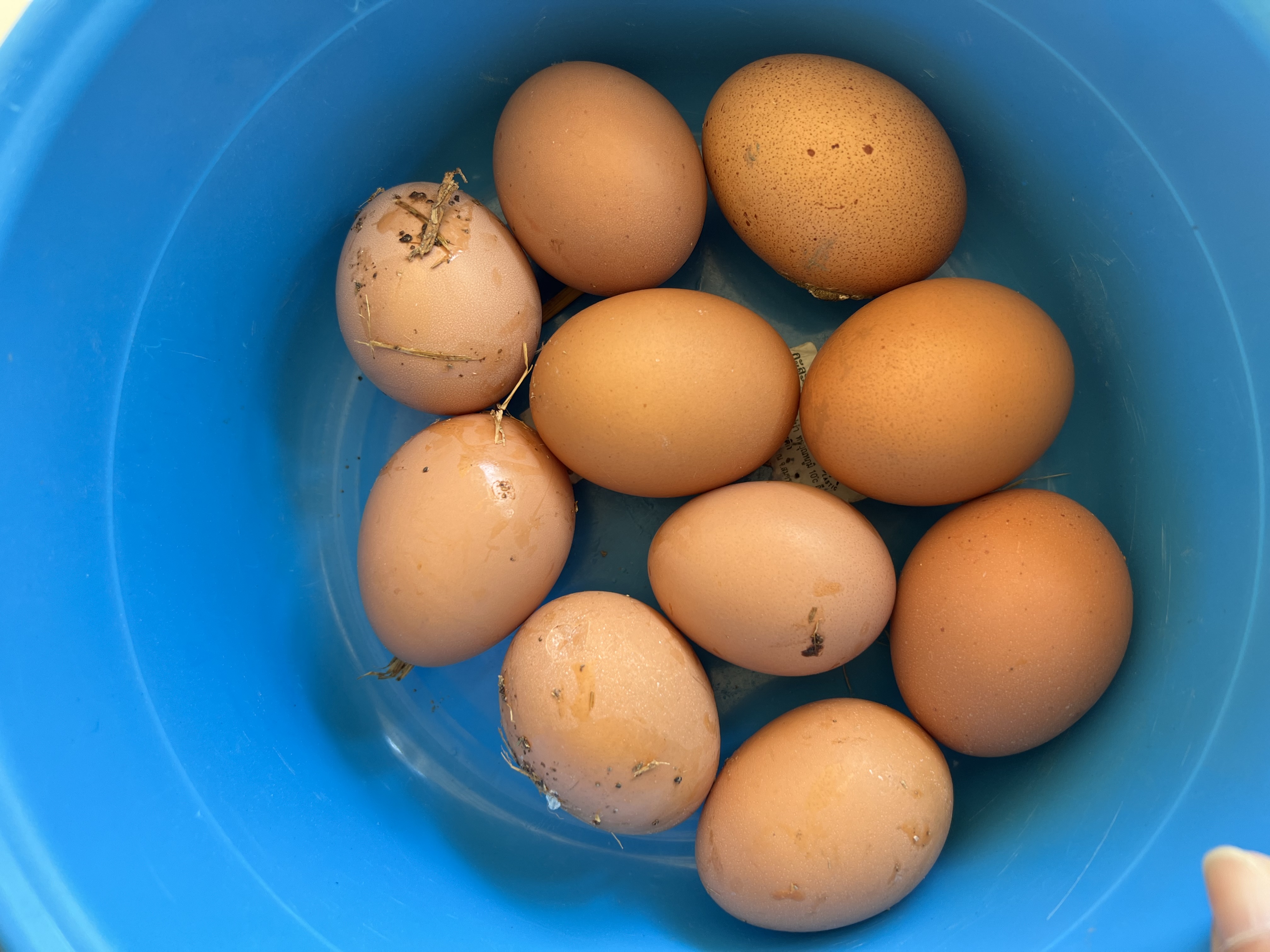 ไข่ไก่อารมดี