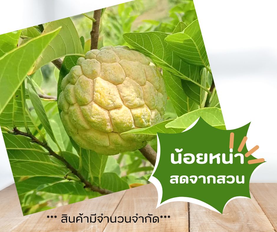 น้อยหน่า