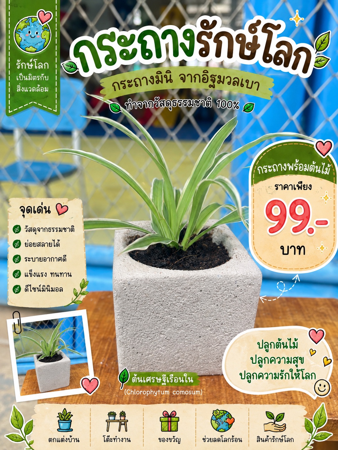 กระถางมินิ (ต้นเศรษฐีเรือนใน)