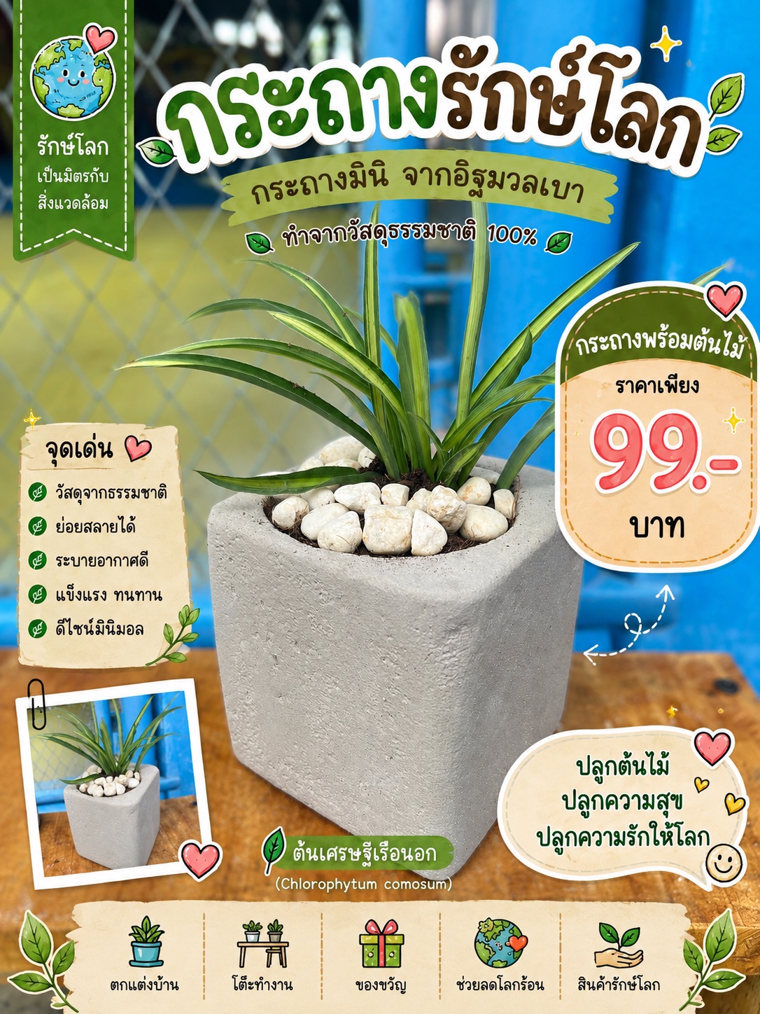 กระถางมินิ (ต้นเศรษฐีเรือนนอก)